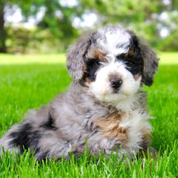 Chloe - Blue merle female Bernedoodle puppy in Apple Creek, Ohio from Cuddle Paws