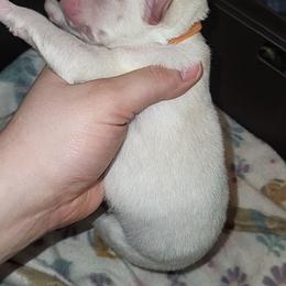 Orange - White male Siberian Husky puppy in Swansea, Illinois from Husky B's
