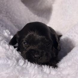 Juniperberry - Black female Cavapoo puppy in El Sobrante, California from Mckendra's Legacy