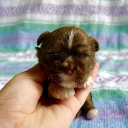Chi - Red and tan female Shih Tzu puppy in Geneva, Florida from Shih Tzu’s Creek
