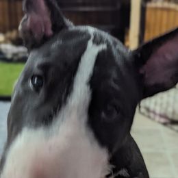 Bull Terrier Puppies from Bulls On Parade