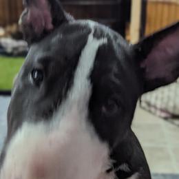Bull Terrier Puppies from Bulls On Parade