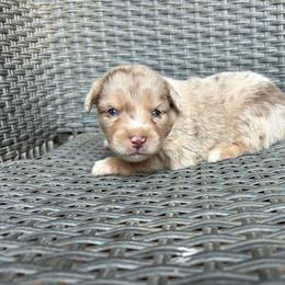 Texas - Red merle male Miniature Australian Shepherd puppy in Loretto, Tennessee from K Kountry Farm