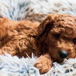 Bernedoodle, Goldendoodle, and Poodle Puppies from Good Dog Doodles