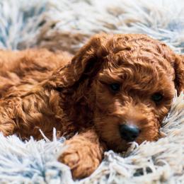 Bernedoodle, Goldendoodle, and Poodle Puppies from Good Dog Doodles