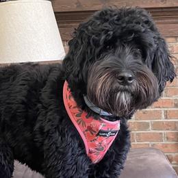 Maggie - Australian Labradoodle