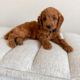 Purple Collar - Red  female Goldendoodle puppy in Billings, Montana from Montana Raised Doodles
