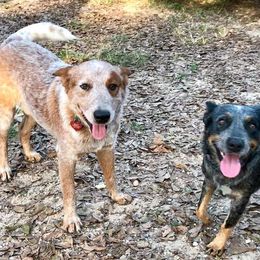 Australian Cattle Dogs from Twisted Wire Livestock And Cattle Dogs