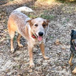 Australian Cattle Dogs from Twisted Wire Livestock And Cattle Dogs
