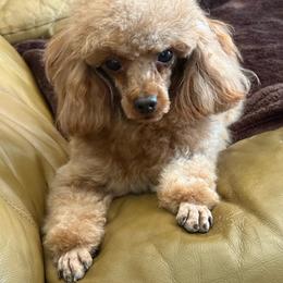 Poodle puppies from Poodles in the Garden