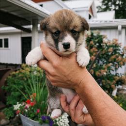 Yvette - Red female Pembroke Welsh Corgi puppy in Coleman, Michigan from Salt Creek Farm Dogs