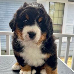 Tessie - Black rust and white female Bernese Mountain Dog puppy in Fitzgerald, Georgia from Southern Charm Bernese