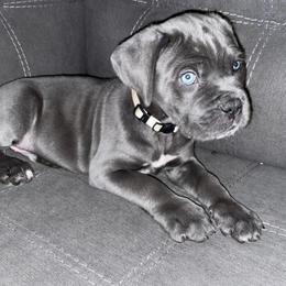 Biewer Terrier, Cane Corso, and Yorkshire Terrier Puppies from Exotic Yorkie Imports & Cessna Cane Corso