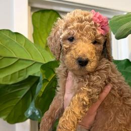 Rose - Apricot female Goldendoodle puppy in Social Circle, Georgia from Poppiedoodle Farms
