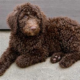 Brownie - Chocolate female Goldendoodle puppy in Wake Forest, North Carolina from Wake Forest Darling Doodles