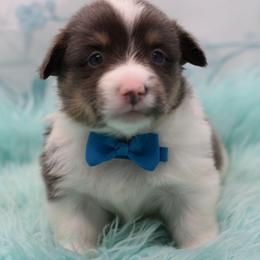Royal - Fluffy - Gray and white male American Corgi puppy in Lithia, Florida from Diamondcrest Inc