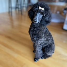 Goldendoodles and Poodles from Pickerel Pups