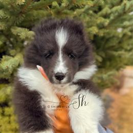 Clover - Black and white female Shetland Sheepdog puppy in Windsor, Colorado from Shirehill Shelties