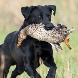 Labrador Retrievers from Colaparchee Kennels