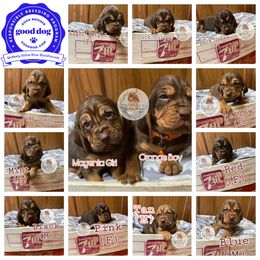 Bloodhound Puppies from McNeely Saline River Bloodhounds