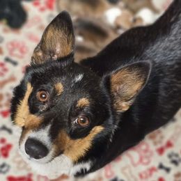 Wednesday - Pembroke Welsh Corgi