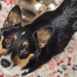 Wednesday - Pembroke Welsh Corgi