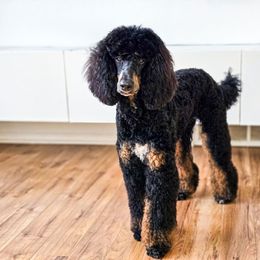 Zendaya - Poodle