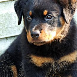 Black and Tan Coonhound and Rottweiler Puppies from Vom Heldenhaft Rottweilers