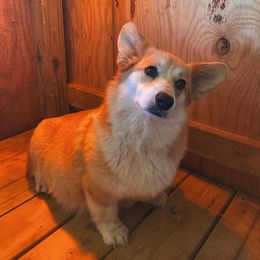 Zoe - Pembroke Welsh Corgi