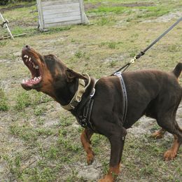 Ryu - Doberman Pinscher