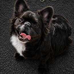 Paddington - French Bulldog