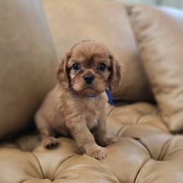 Truffle - Ruby male Cavalier King Charles Spaniel puppy in Pittsfield, Massachusetts from Lenore's Cavalier King Charles Spaniels and Afghan Hounds