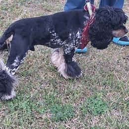 Rocky - Cocker Spaniel