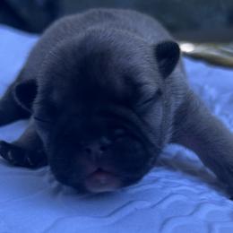 Deanna - Fawn female French Bulldog puppy in Rhode Island from Hope Valley Hounds