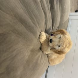 Goldendoodle Puppies from Jeanbeans Doodles