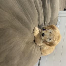 Goldendoodle Puppies from Jeanbeans Doodles
