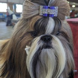 Turbo - Shih Tzu