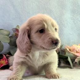 Boy 2 - Wheaten male Dachshund puppy in Mt. Sterling, Illinois from Doxie Do's