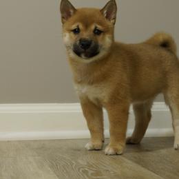 Shiba Inu Puppies from Veronika's Shiba Inus