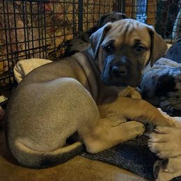 Hawkins - Fawn male Great Dane puppy in Gastonia, North Carolina from Stonebrook Gentle Giants