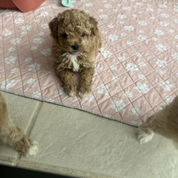 Shelli - Red female Maltipoo puppy in Victorville, California from Boujeepups
