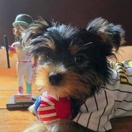 ZOOMIE - Black and tan male Yorkshire Terrier puppy in Los Angeles, California from WESTWAY Yorkies