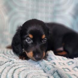 Shylo - Black and tan male Dachshund puppy in Goodman, Missouri from Jessica's Dashing Dachsunds and Chihuahuas