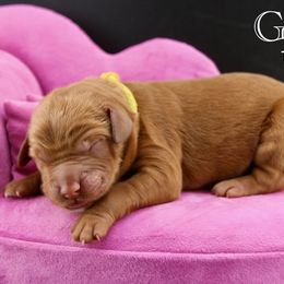Greta - Red  female Goldendoodle puppy in Comanche, Texas from Central Texas Doodles, LLC.