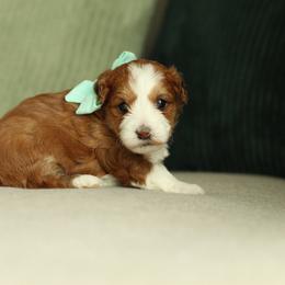 Clover - Red sable female Havapoo puppy in Eagle Mountain, Utah from Lady Paws Puppies