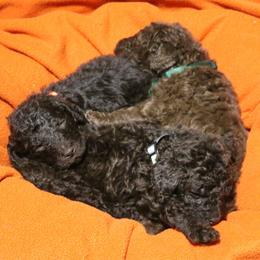 Poodle Puppies from RK'S Pets
