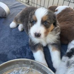 Black Tri Female 1 - Black tri-color female Australian Shepherd puppy in Washington, Indiana from Bombshell Australian Shepherds