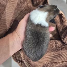 LITTLE LuLu - Sable and white female Shetland Sheepdog puppy in Houston, Texas from LaLa's Lilliputian Lassies