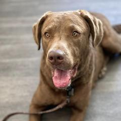 Chesapeake Bay Retrievers from Willow Bend Chesapeakes