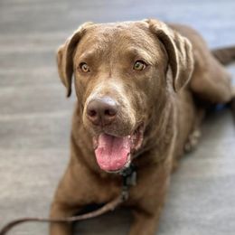 Chesapeake Bay Retrievers from Willow Bend Chesapeakes